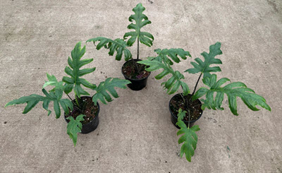 6" Alocasia Brancifolia  